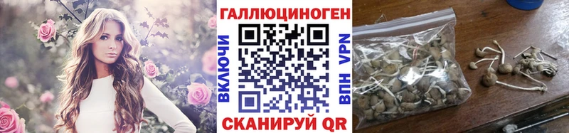где купить наркоту  Асино  Галлюциногенные грибы Psilocybine cubensis 