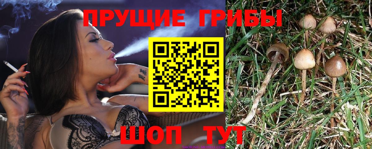Асино  где купить наркоту  Вход с VPN  Псилоцибиновые грибы GOLDEN TEACHER 