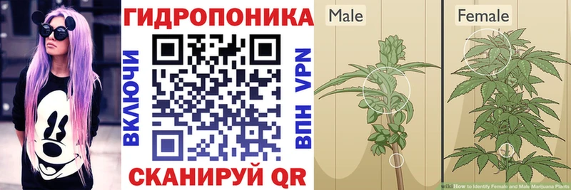 купить закладку  Асино  Бошки марихуана индика 